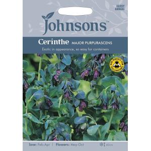 Johnsons Seeds Cerinthe major purpurascens セリンセ メジャー プルプラセンス ジョンソンズシード