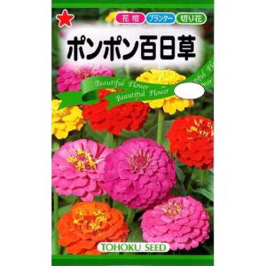 花種子 ポンポン百日草（ジニア）混合 トーホクのタネ