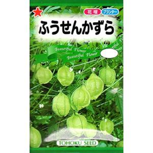 花種子 ふうせんかずら トーホクのタネ