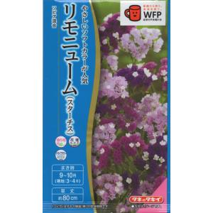 リモニューム（スターチス） ソピア混合 タキイ種苗のタネ