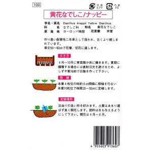 花種子 黄花なでしこ ナッピー 福花園種苗のタネの詳細画像1