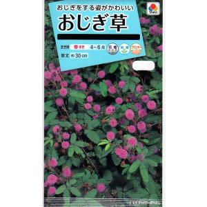 花種子 おじぎ草 タキイ種苗のタネ