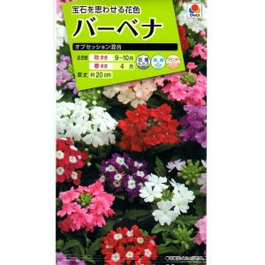 こまつ菜 コマツナ 種 『紫小松菜(TSX-553)』 トキタ種苗/1dl : 種兵ネット