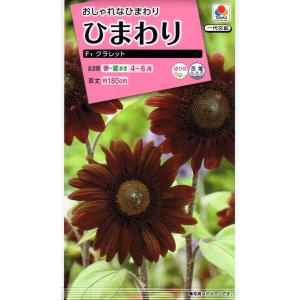 ひまわりお取引 花の種 大輪ひまわり 4袋まで送料73円 優良配送はクリップポス トで