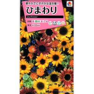 花種 NL300 ひまわり コレクション 小袋 [FHM604]【花の種】【タキイの