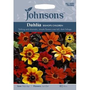 ダリア球根【春紅葉】1球根 花球根 ポンポン咲きダリア 桃紫色系 1球入 トーホクの球根 : Gardener
