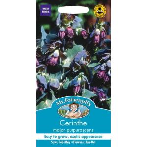 Mr.Fothergill's Seeds Cerinthe major purpurascens セリンセ メジャー プルプラセンス ミスター フォザーギルズシード
