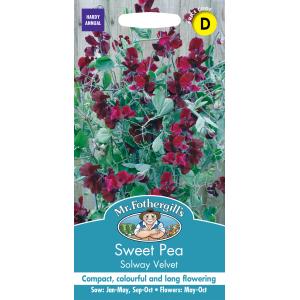 【種子】 Mr.Fothergills Seeds Sweet Pea Solway Velvet スイートピー ソルウェイベルベット ミスターフォザーギルズシードの商品画像