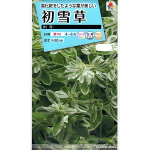 花種子 初雪草 氷河 タキイ種苗のタネ
