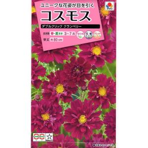 2色ミックス　コスモス種子 10g・30g・50g・ コスモス ミックスカラーの有機種子の販売｜グリーンマーケット