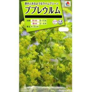 花種子 ブプレウルム タキイ種苗のタネの商品画像