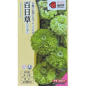 花種子 オンファロデス リトルスノーホワイト タキイ種苗のタネ