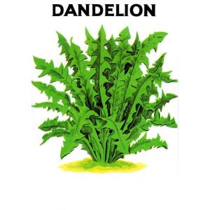 タンポポ 食用 ハーブの種 の商品一覧 種 種子 花 ガーデニング 通販 Yahoo ショッピング