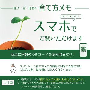 ハーブ種子 藍(アイ) 藤田種子のタネの詳細画像1