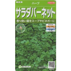 ハーブ種子 マロウ（うすべにあおい） 藤田種子のタネ : Gardener s