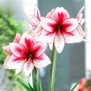 花球根 ポットアマリリス 一重咲き プレミアム ショーマスター 1球 福花園の球根