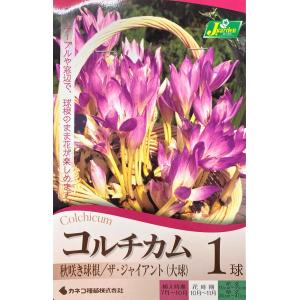 花球根 コルチカム ザ・ジャイアント(大球)１球入 カネコ種苗の球根