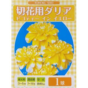 花球根 切花用ダリア ピコティ イン イエロー 1球入 トーホクの球根