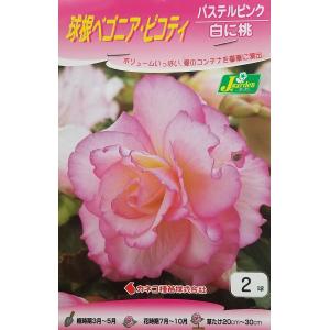 花球根 球根ベゴニア ピコティ パステルピンク 白に桃 ２球入 カネコ種苗の球根 Kyuukon 004 Gardener S Shop Ivy 通販 Yahoo ショッピング