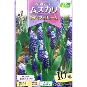 花球根 ムスカリ ラティフォリューム 10球入 カネコ種苗の球根