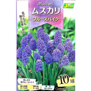 花球根 ムスカリ ブルースパイク 10球入 カネコ種苗の球根