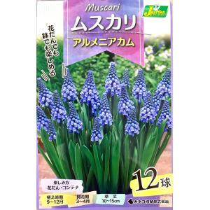 花球根 ムスカリ アルメニアカム 12球入 カネコ種苗の球根