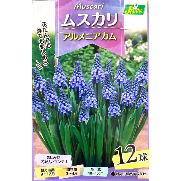 【花球根】ムスカリ アルメニアカム 12球入 カネコ種苗の球根