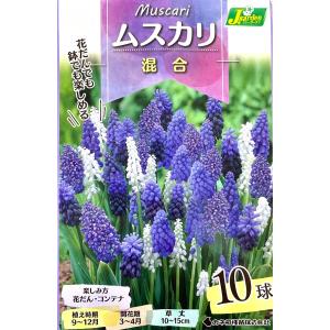 花球根 ムスカリ（混合）10球入 カネコ種苗の球根