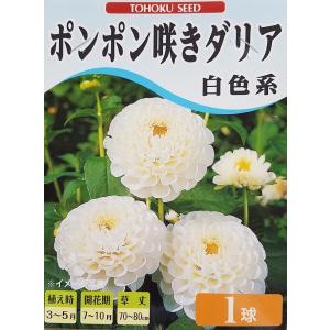 花球根 ポンポン咲きダリア 白色系 サックルタママユ 1球入 トーホクの球根