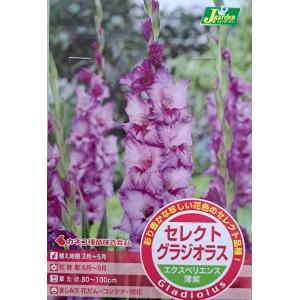 花球根 セレクト グラジオラス エクスペリエンス 5球入 カネコ種苗の球根