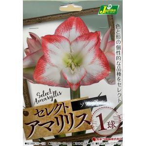 花球根 セレクト アマリリス ソフィア 1球入 カネコ種苗の球根