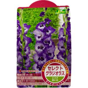 花球根 セレクト グラジオラス ビスタ 5球入 カネコ種苗の球根