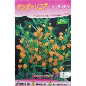 【花球根】サンダーソニア オーランチカ（橙）1球入 カネコ種苗の球根｜gardeningivy