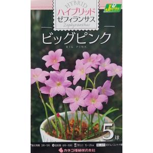 【花球根】ハイブリット ゼフィランサス ビッグピンク 5球入 カネコ種苗の球根｜gardeningivy