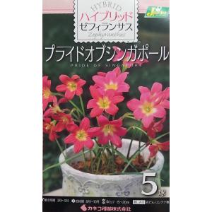 【花球根】ハイブリット ゼフィランサス プライドオブシンガポール 5球入 カネコ種苗の球根｜gardeningivy