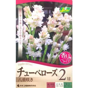 花球根 チューベローズ 八重咲き 2球入 カネコ種苗の球根