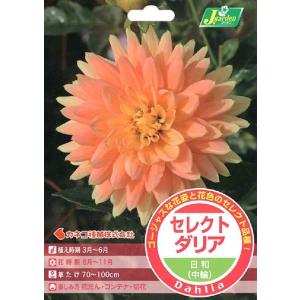 花球根 切花用 小輪咲き ダリア 赤色系 1球入 トーホクの球根