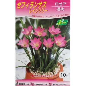 花球根 ゼフィランサス（レインリリー） ロゼア 濃桃 10球入 カネコ種苗の球根
