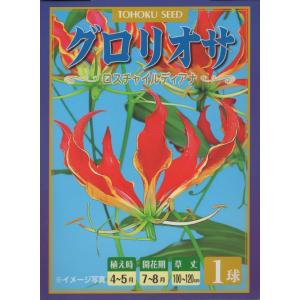 花球根 グロリオサ ロスチャイルディアナ 1球入 トーホクの球根