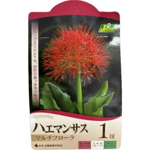 【花球根】 ハエマンサス　マルチフローラ 1球入 カネコ種苗の球根