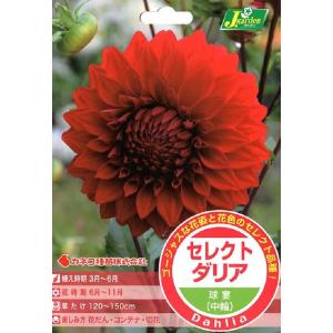 【花球根】セレクト ダリア 球宴（中輪） 1球入 カネコ種苗の球根