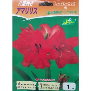 花球根 八重咲きアマリリス レッドピーコック 1球入 カネコ種苗の球根
