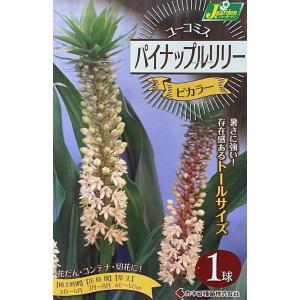 花球根 ユーコミス（パイナップルリリー） ビカラー 1球入 カネコ種苗の球根