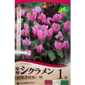 【花球根】原種シクラメン 秋咲き球根 桃 １球入 カネコ種苗｜gardeningivy