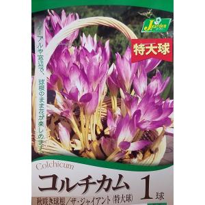 【花球根】秋咲き球根 コルチカム ザ・ジャイアント 1球入 カネコ種苗の球根｜gardeningivy