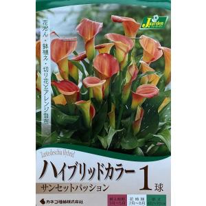 花球根 ハイブリッドカラー サンセットパッション 1球入 カネコ種苗の球根