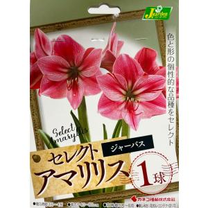 花球根 セレクト アマリリス ジャーバス 1球入 カネコ種苗の球根