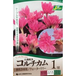 花球根 八重咲きコルチカム ウォーターリリー １球入 カネコ種苗の球根