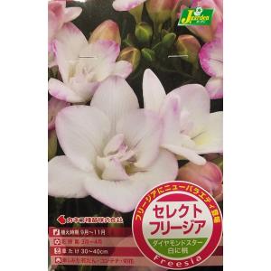 【花球根】セレクトフリージア ダイヤモンドスター 白に桃 5球入 カネコ種苗の球根｜gardeningivy