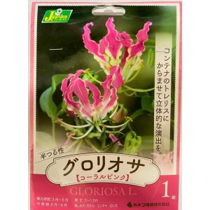 花球根 半つる性 グロリオサ コーラルピンク 1球入 カネコ種苗の球根